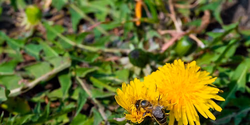 The Power of Dandelion: Food, Foraging, & Folk Remedies