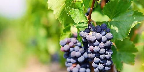 Sip & Learn: It's Beaujolais Day November 20th! Featuring the Gamay grape!