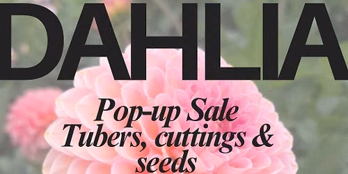 Dahlia pop-up sale 