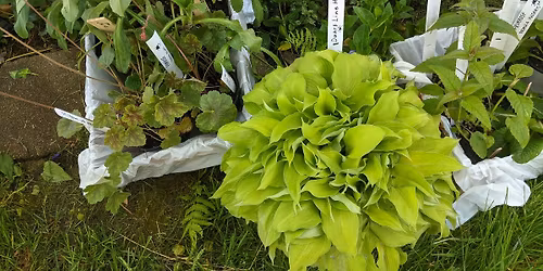 Perennial Plant Sale!