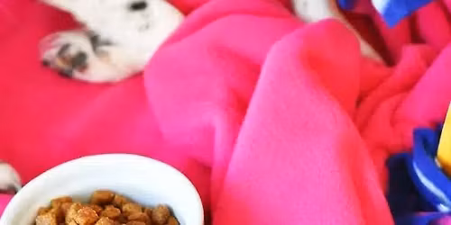 Make cozy no-sew fleece blankets for foster pups