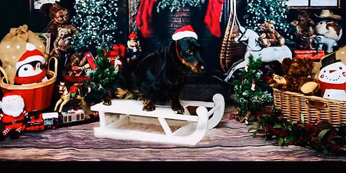 Christmas walk @ Ropner park gifts for best seasonal dressed sausage dogs