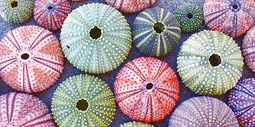 Sea Urchin Paint Night