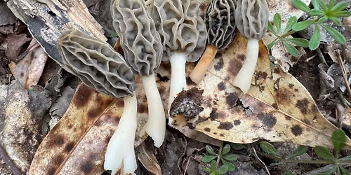 The Fungi Awakening Tour