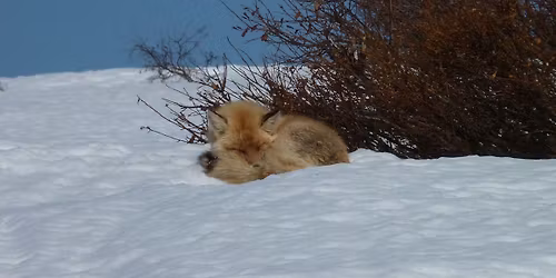 Nature Discovery Day: Frozen Friends