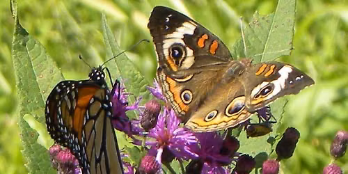 Friday Phenology Hike at Clegg Memorial Garden