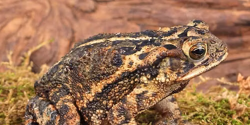 Wildlife Wonderings - Gulf Coast Toad