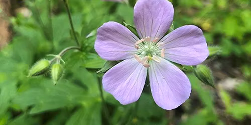 Annual Spring Native Plant Sale