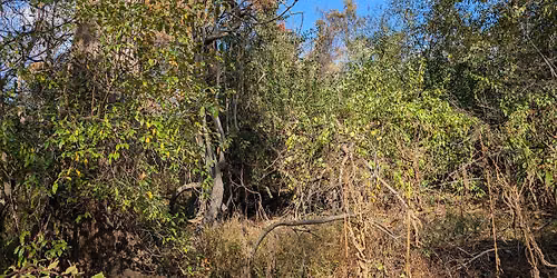 \u201cHandling Too Much\u201d: How to Attack the Invasives on Your Woodland Property w\/o Becoming Overwhelmed