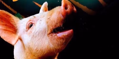 Kinkunsulattelukisa 2025