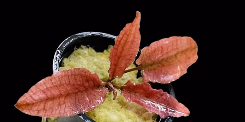 \ud83c\udf3f Build Your Own Living Shrimp Bowl Aquascaping Workshop \ud83e\udd90