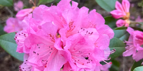 Sound Sessions: The Colors of Stillness (Magenta)