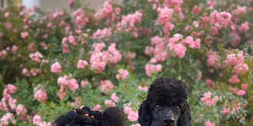 Pudelpromenad Valla Friluftsomr\u00e5de