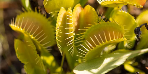 16th Annual Flytrap Frolic