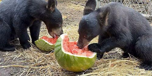 Talk of the Sourlands: Life of a Bear