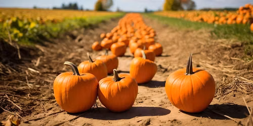 Paint, Pilates ,and Pumpkins Painting Event