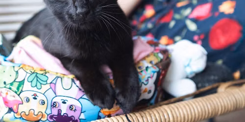 Cats & Crafts