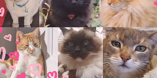 \ud83d\udc3e Senior Cat Comfort & Wellness Checks \u2013 $60 Special (Wellington Home Visits)