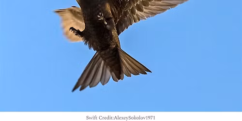 A Swift Walk (The Bird!) - Inverness Castle & Town Centre