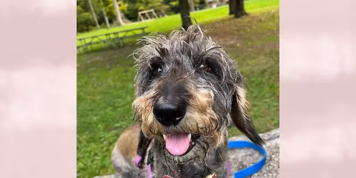 Adventures With my Pet Partner: Challenges and Rewards of Pet Therapy