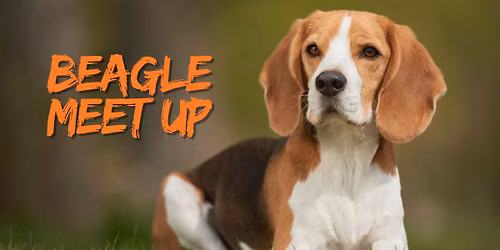 Beagle Meet Up