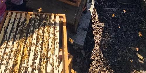 Beekeeping Experience
