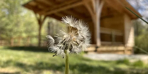 Outdoor Yoga - Daniel Boone Native Gardens