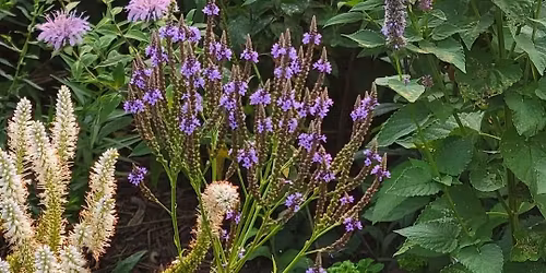 Native Plant Swap