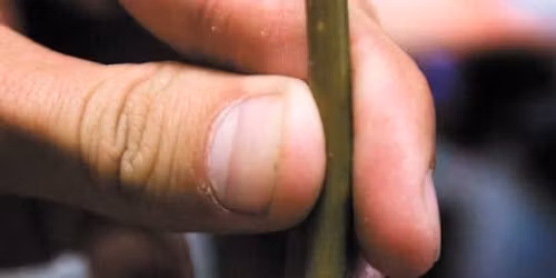 Grafting Workshop - Plums and Pears