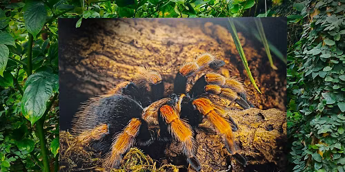 F\u00fchrung durch die Vogelspinnen-Ausstellung