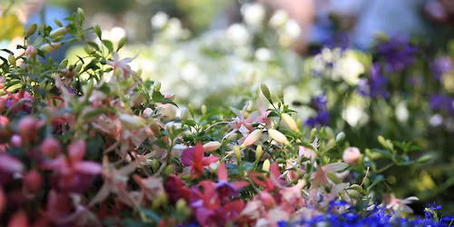 Rotenburger Blumenmeer und Grimms Naschmarkt