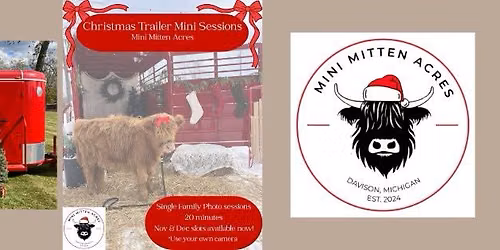 Highland Cow-Christmas Minis