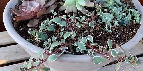 Plant a Creative Succulent Container 