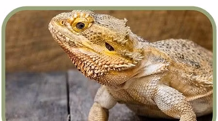 Junior Naturalist Series: Hands-On Herpetology \ud83e\udd8e\ud83d\udc22