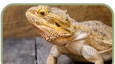 Junior Naturalist Series: Hands-On Herpetology \ud83e\udd8e\ud83d\udc22