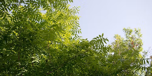 Ash Woods Park Tree Planting