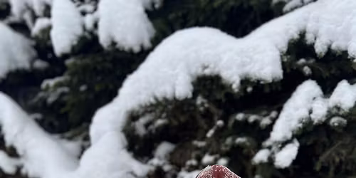 Familiejulebord 7. og 14. desember