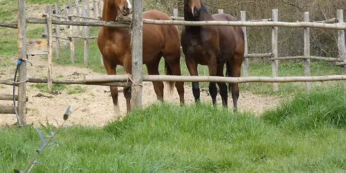 Dove nascono i cavalli del Palio