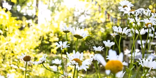 Avoimet puutarhat & Runopuutarhatuolit