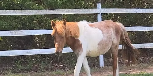Hooves and Hops at Lake Wylie Brewery 