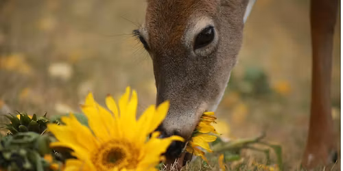 Garden With Confidence: Deer-Resistant & Native Plants