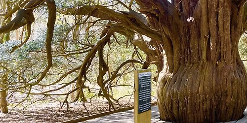 Jen\u2019s Nature Hike \u2013 11km Newlands and Ancient Yew Trees