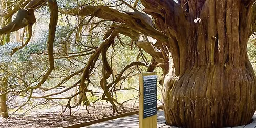 Jen\u2019s Nature Hike \u2013 11km Newlands and Ancient Yew Trees