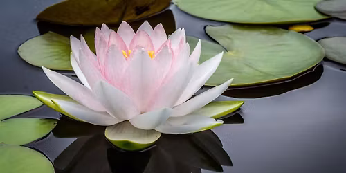 Tranquil Thursdays: Guided Meditation