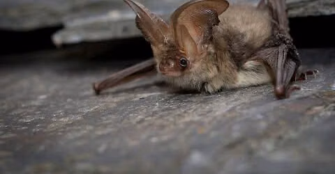 Guided Bat Walk at The Wildgrounds, Gosport