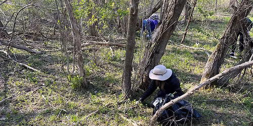 Hickory Meadows Garlic Mustard Removal Workbee