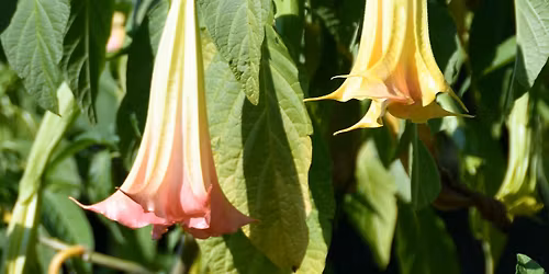 Poisonous Plants \u2620\ufe0f