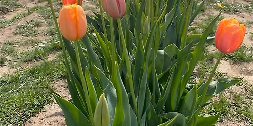 Tulip Farm Tour - Pick Your Own Tulips at Hemingway Hill