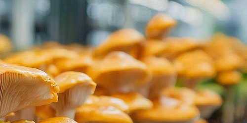 Mushrooms 101