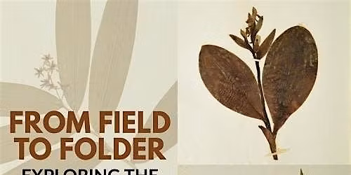 From Field to Folder: Exploring the Botanical Collections